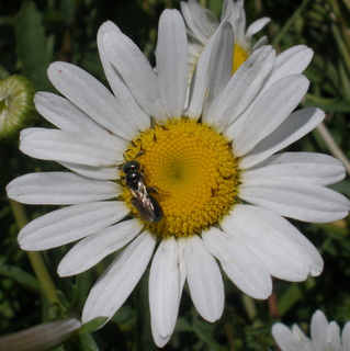 daisy bee2.JPG